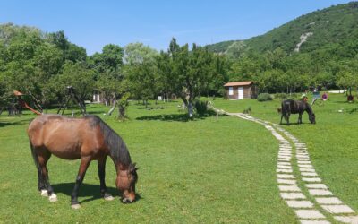 Hrvatska volontira: Volonterska akcija u Pegazu